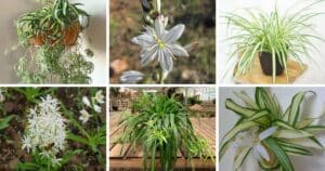15 Types Of Popular Chlorophytum Pictorial Guide