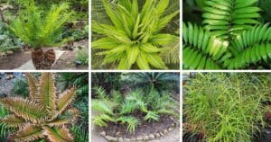 16 Types Of Popular Ceratozamia Pictorial Guide
