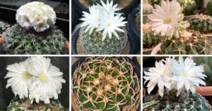 17 Types Of Popular Discocactus Pictorial Guide