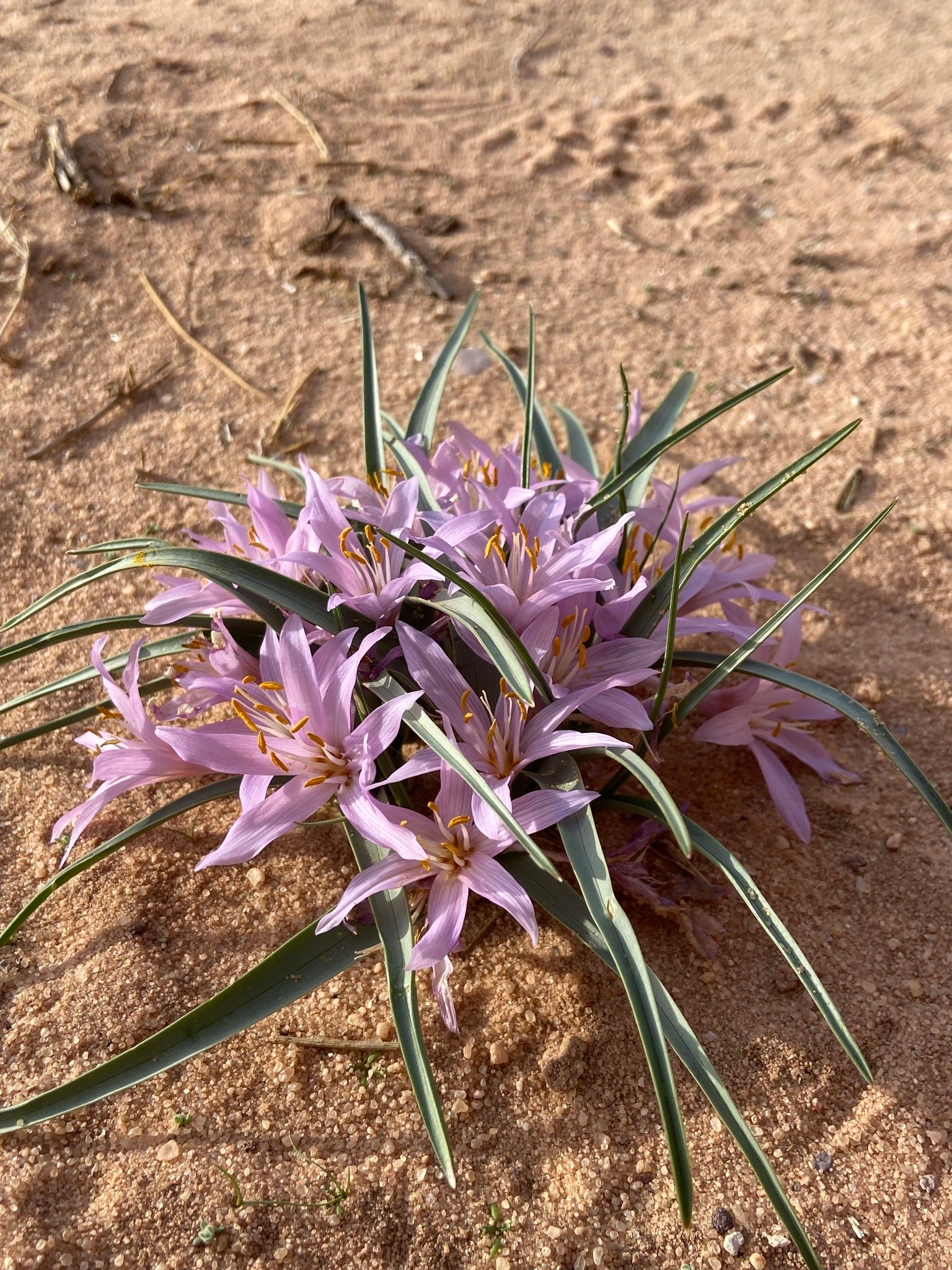 20 Types Of Popular Colchicum Pictorial Guide