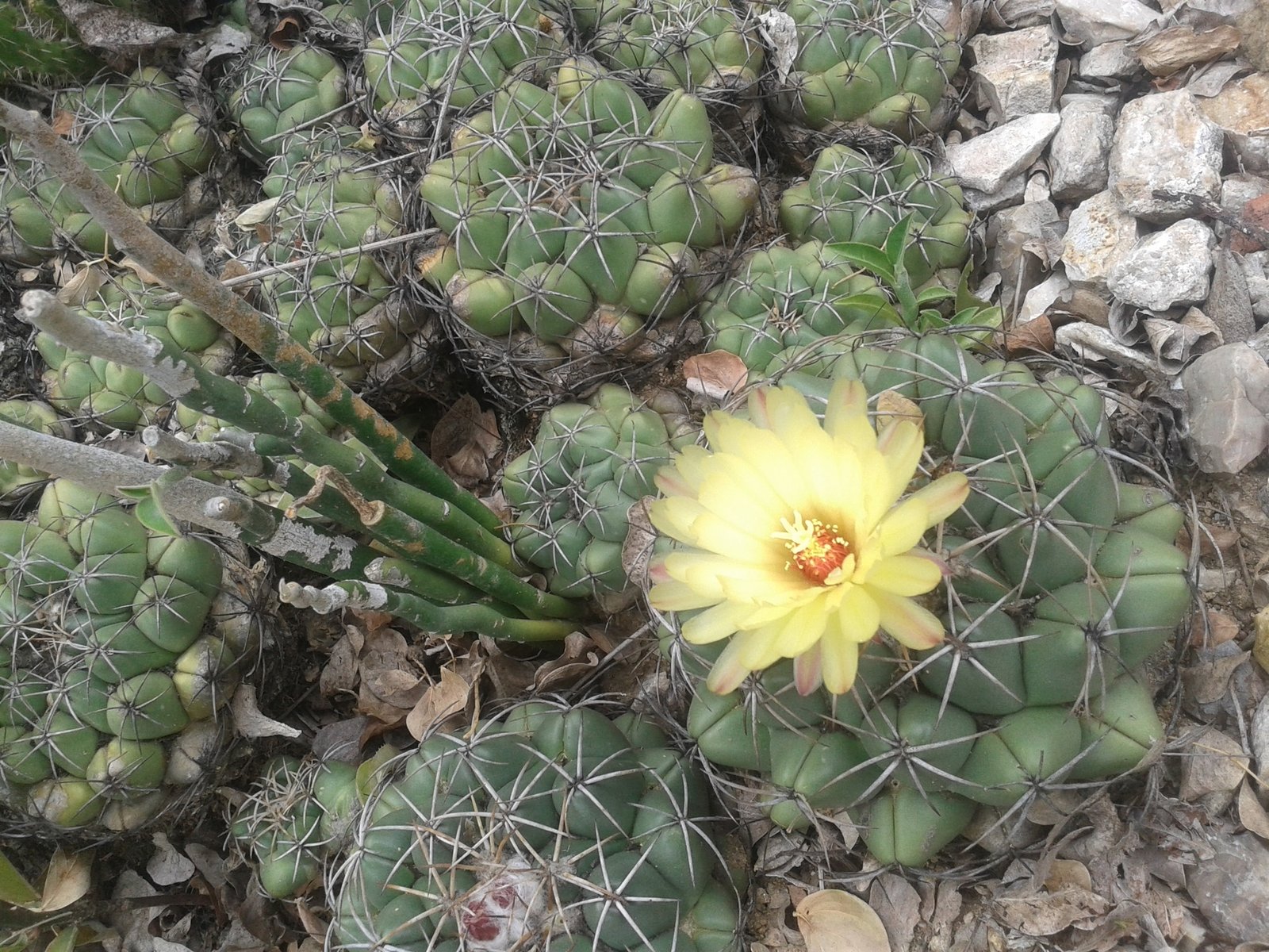 30 Types Of Popular Coryphantha Pictorial Guide