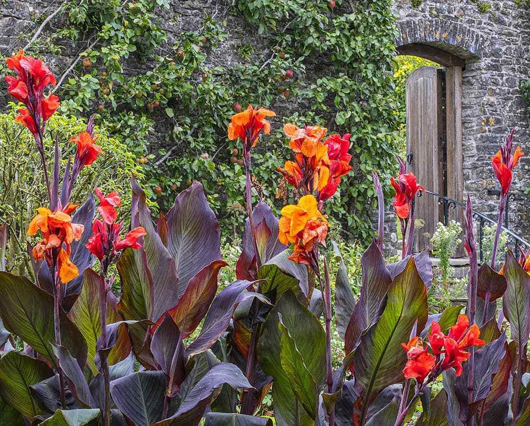 30 Types Of Popular Canna Pictorial Guide