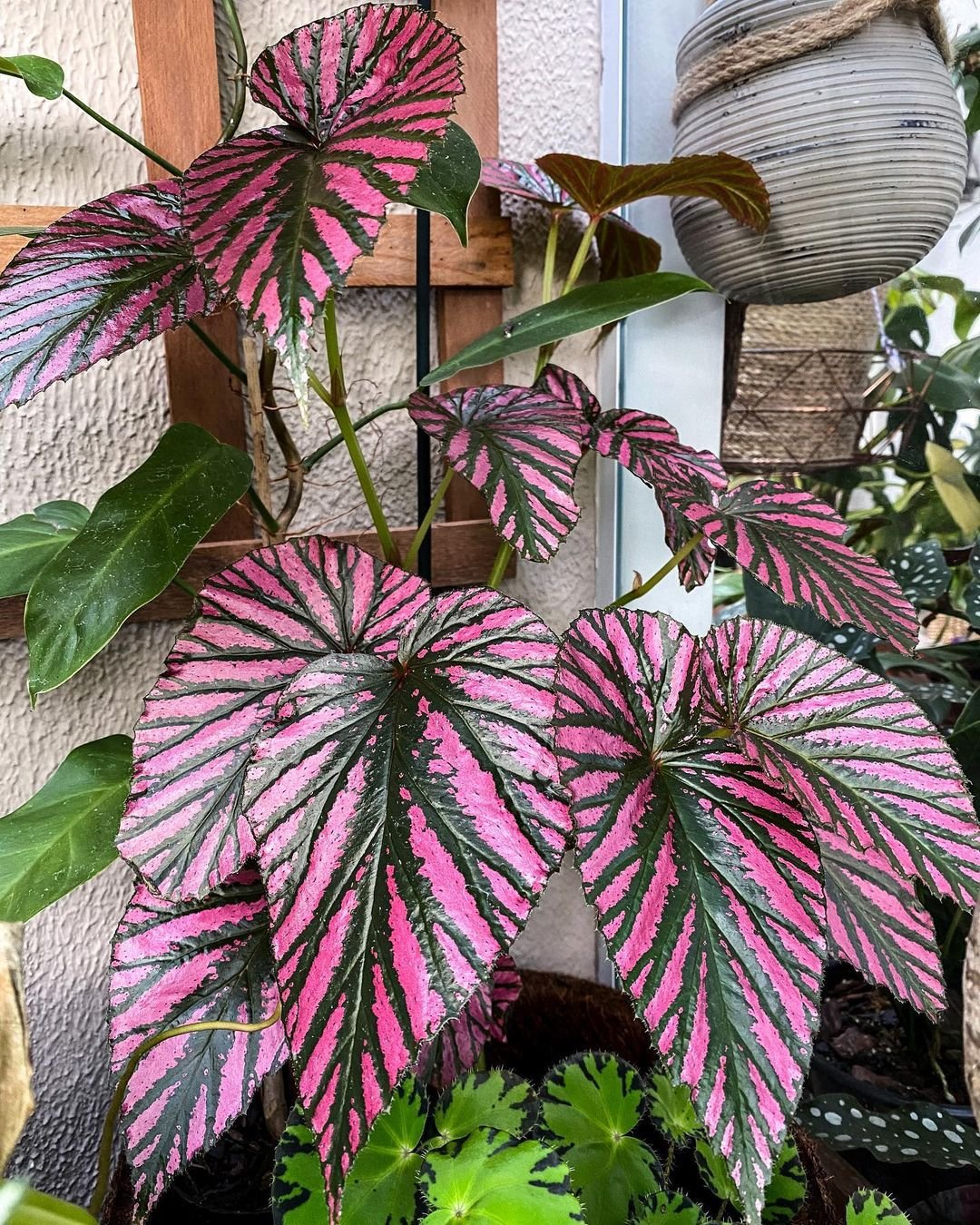 40 Types Of Popular Begonia Pictorial Guide