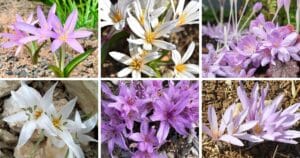 20 Types Of Popular Colchicum Pictorial Guide