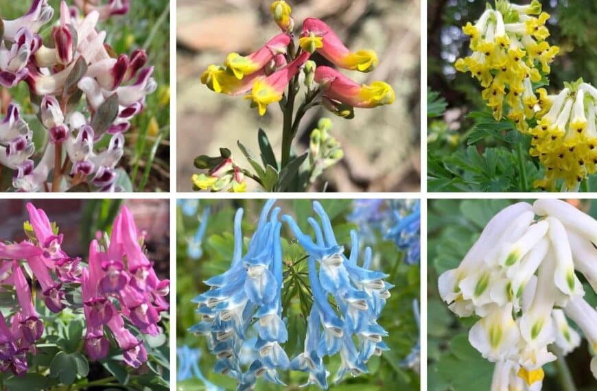25 Types Of Popular Corydalis Pictorial Guide