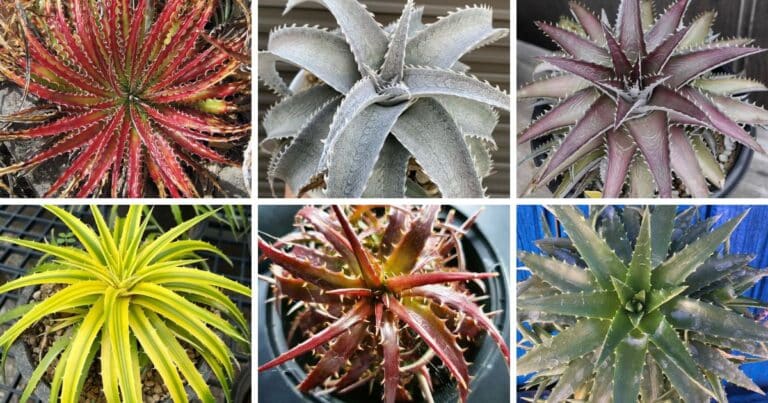 25 Types Of Popular Dyckia Pictorial Guide