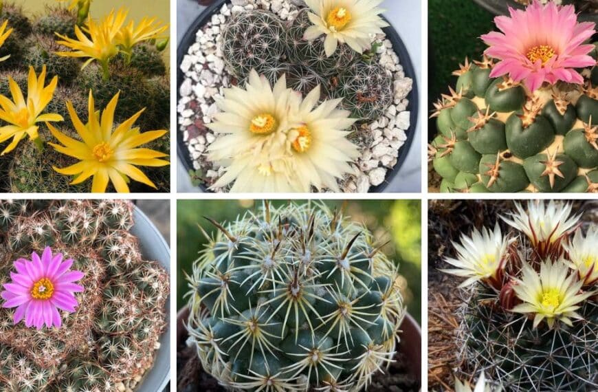 30 Types Of Popular Coryphantha Pictorial Guide