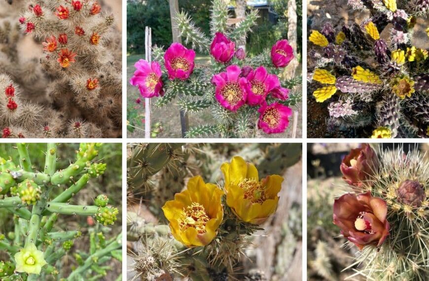32 Types Of Popular Cylindropuntia Pictorial Guide