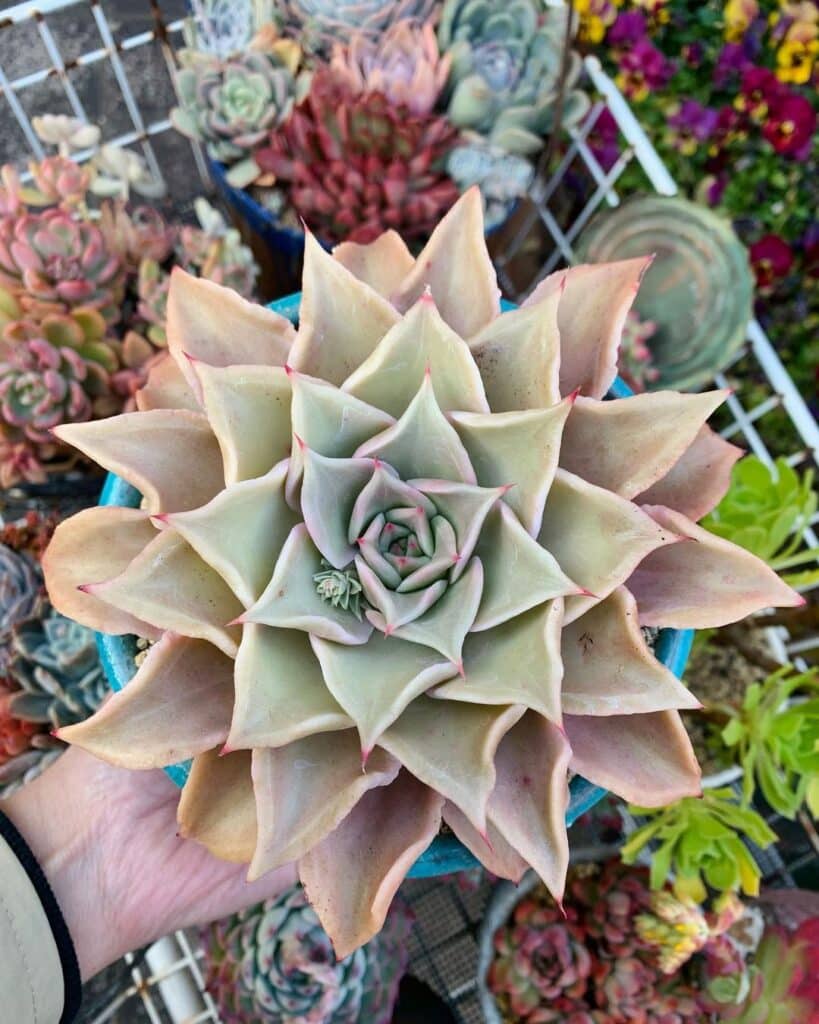 10 Surprising Benefits Of Keeping Succulents In Your Home