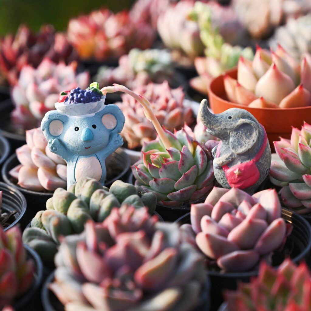 Care Instructions For Mini Succulents