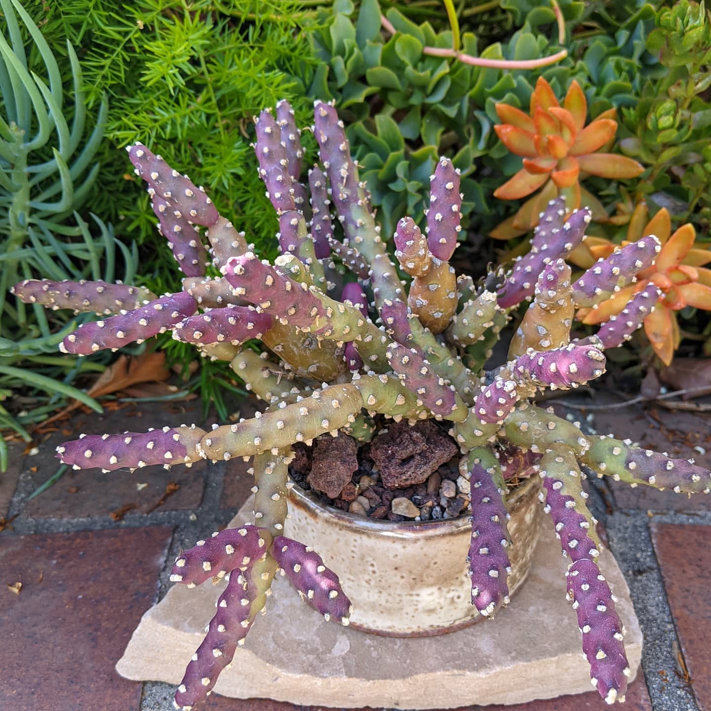 How To Grow And Care For Austrocylindropuntia
