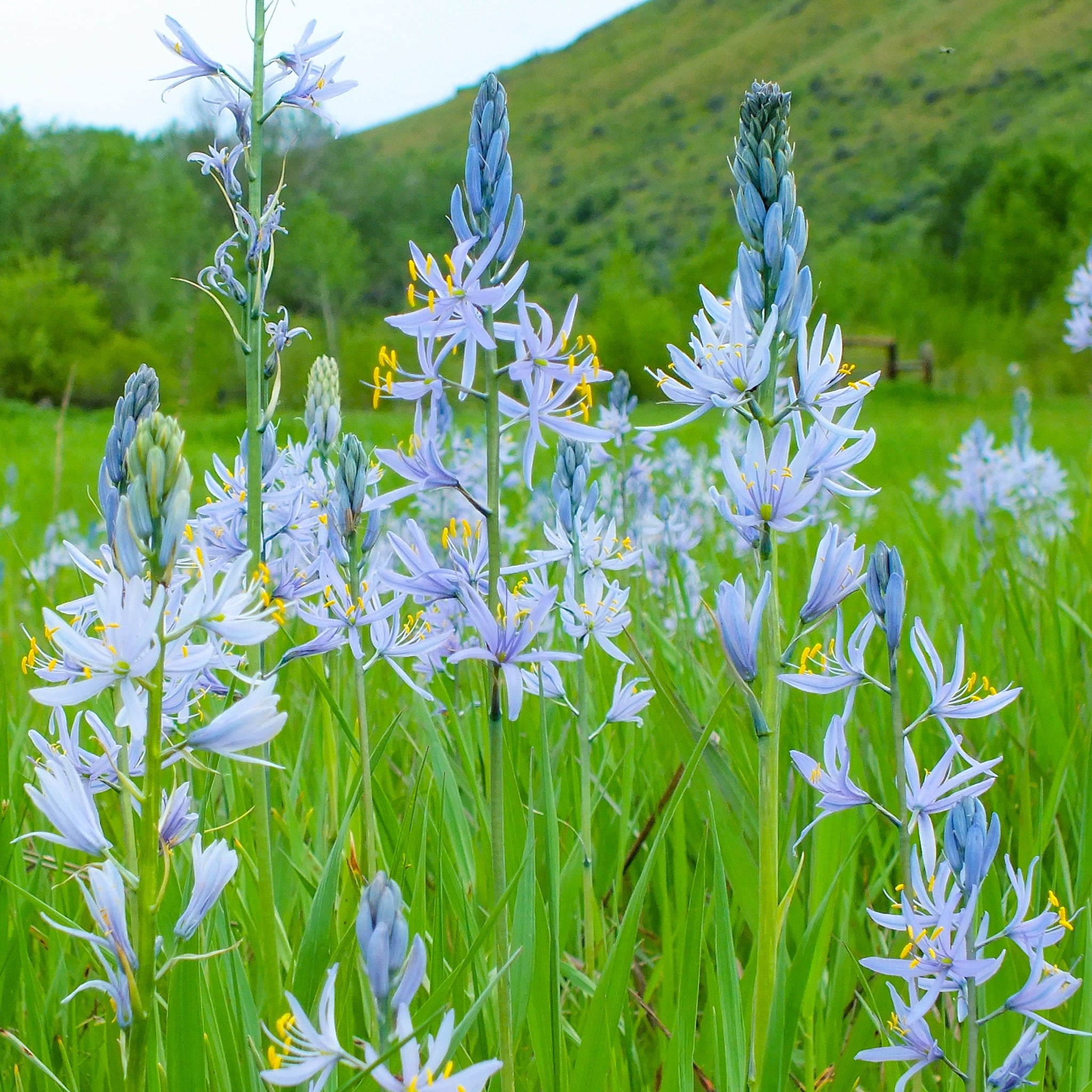 How To Grow And Care For Camassia
