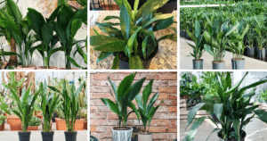 4 Types of Popular Aspidistra Pictorial Guide
