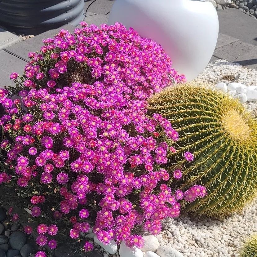 How To Grow And Care For Delosperma