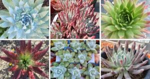 43 Types Of Popular Dudleya Pictorial Guide