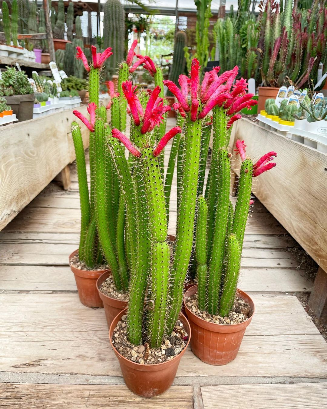 How To Grow And Care For Cleistocactus