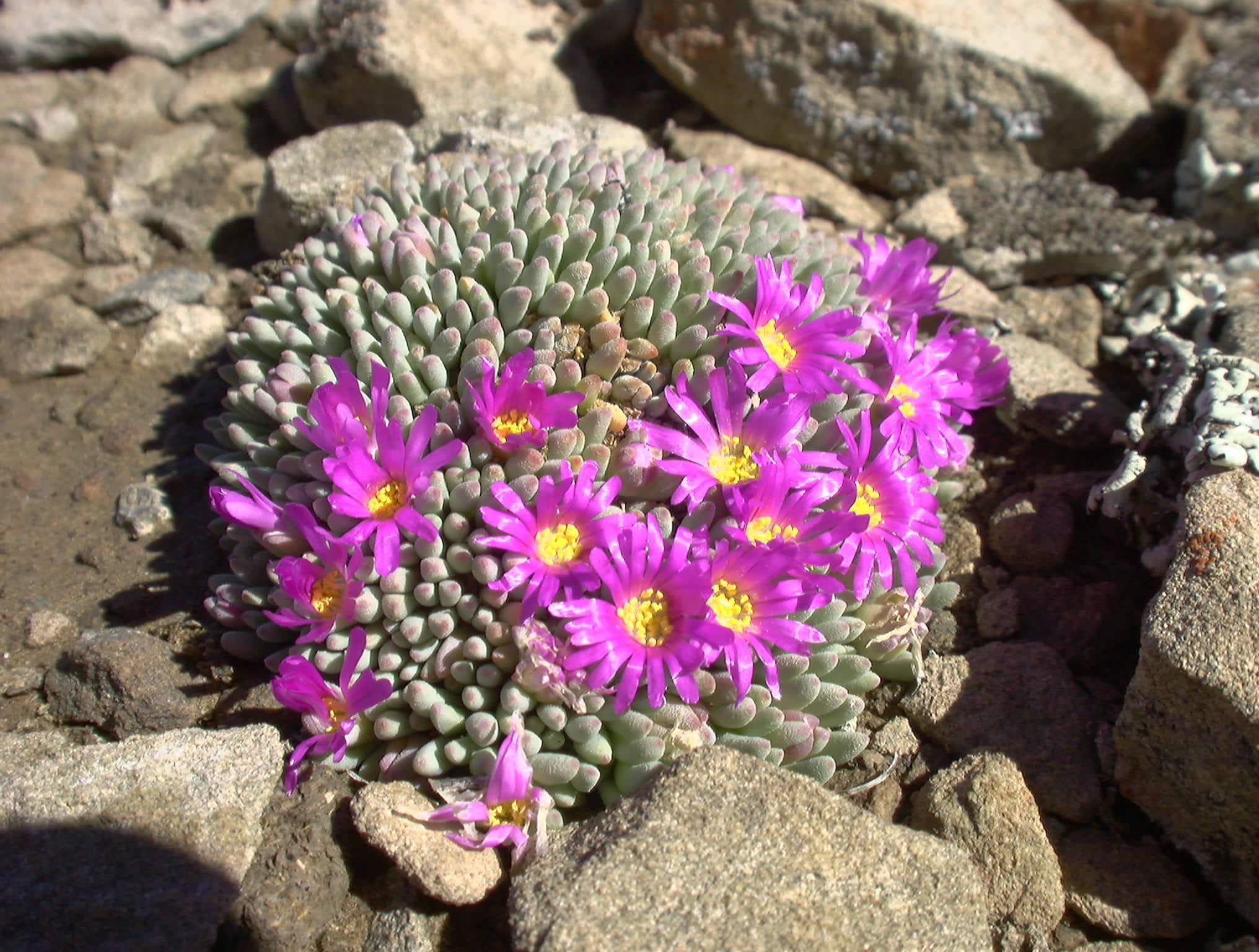 How To Grow And Care For Delosperma