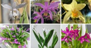 5 Types Of Bletilla Pictorial Guide