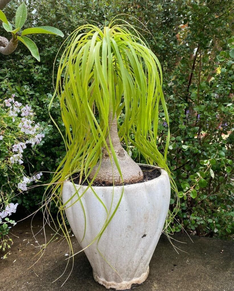Beaucarnea recurvata en Capi Nature Rib NL