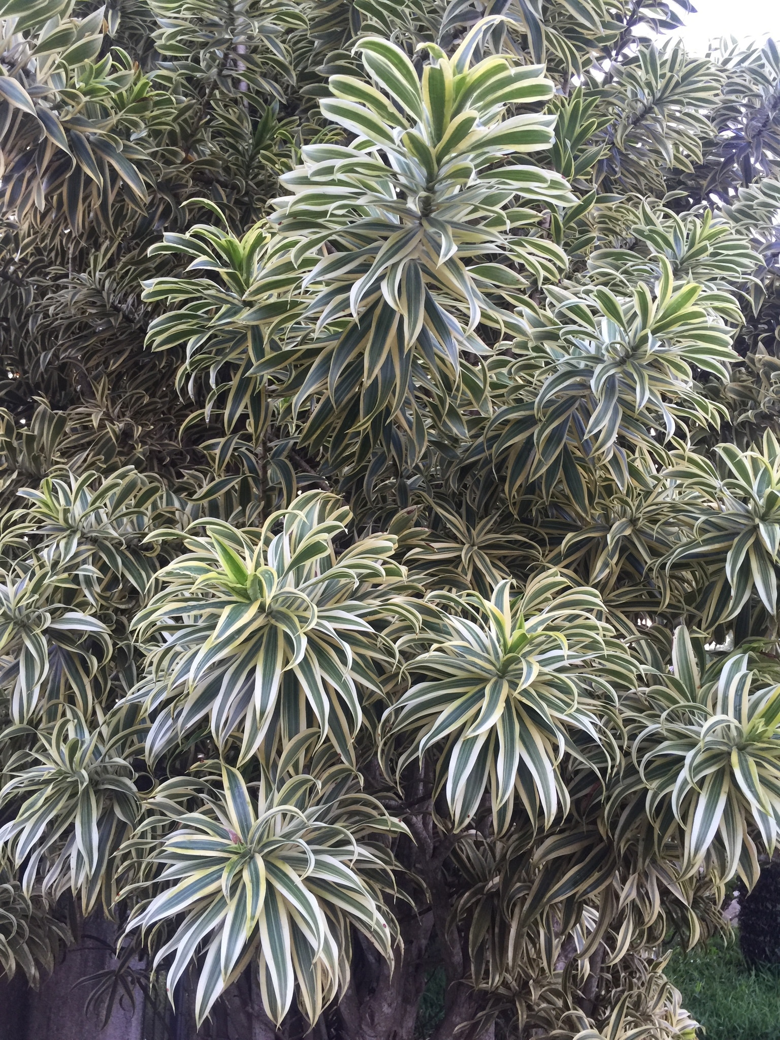 Top 5 FAQ And Answers For Dracaena