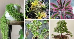 Attract Positive Energy with These 8 Succulent Ideas!