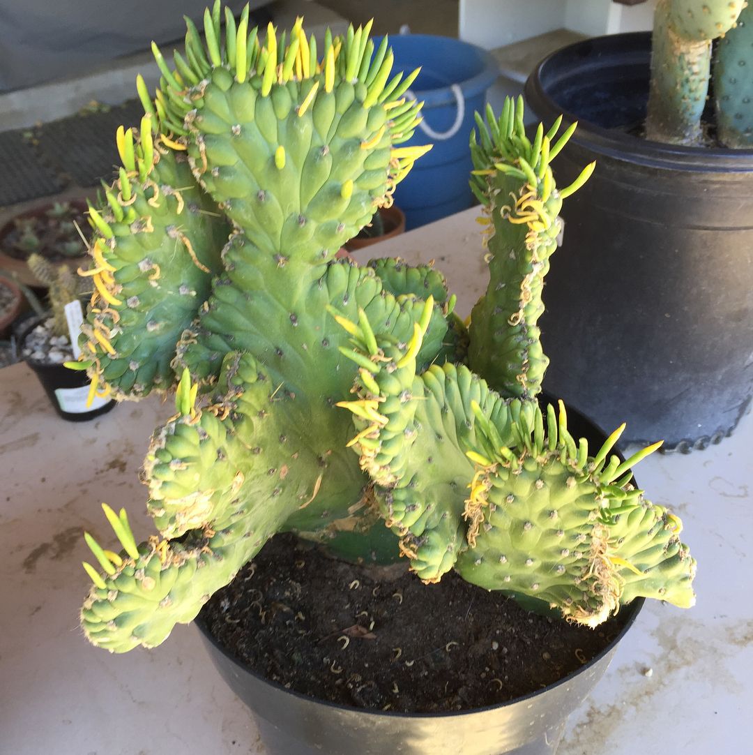Top 5 FAQ And Answers For Austrocylindropuntia