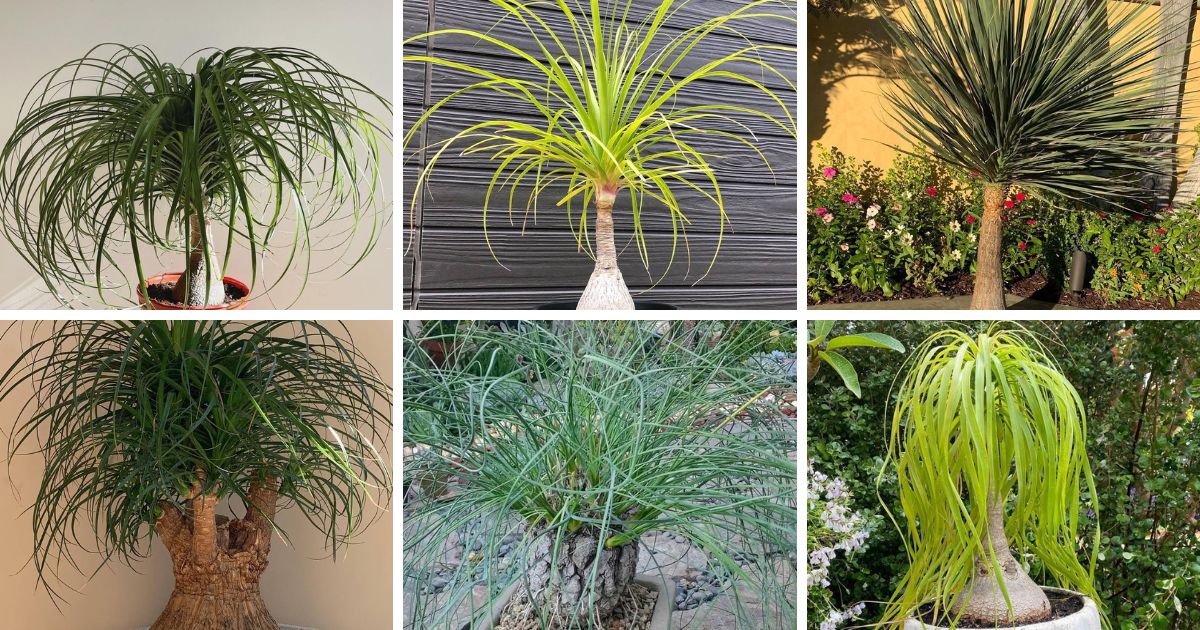 9 Types Of Beaucarnea Pictorial Guide