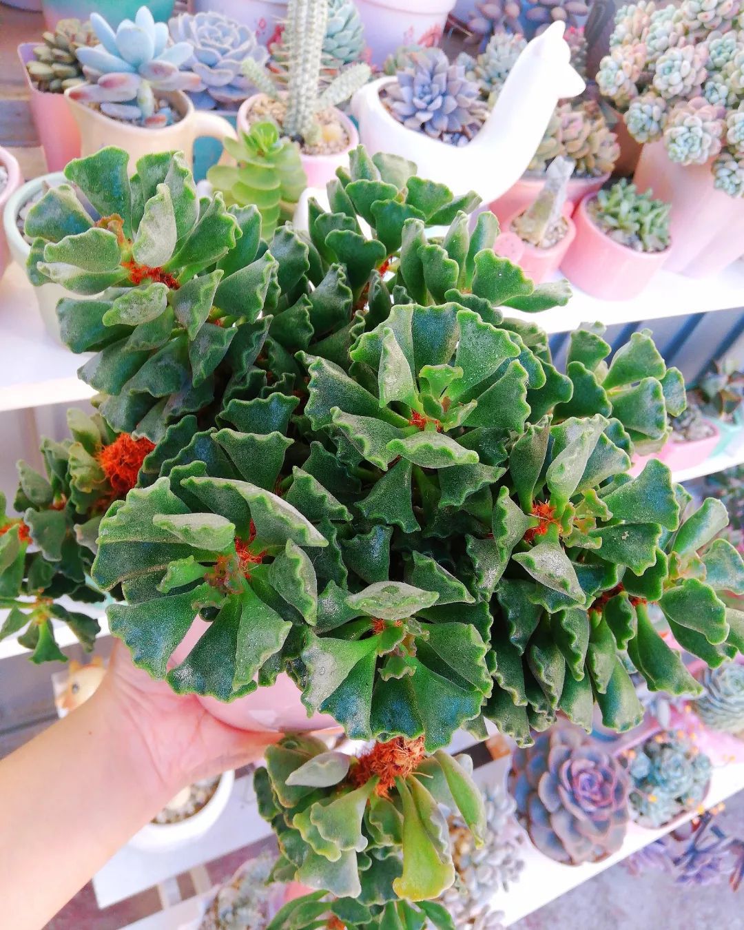 Adromischus Cristatus ‘Crinkle Leaf Plant’
