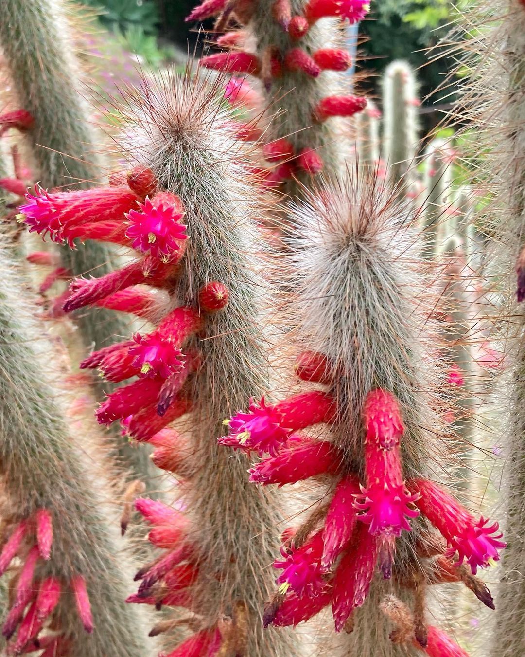 Cleistocactus Hyalacanthus