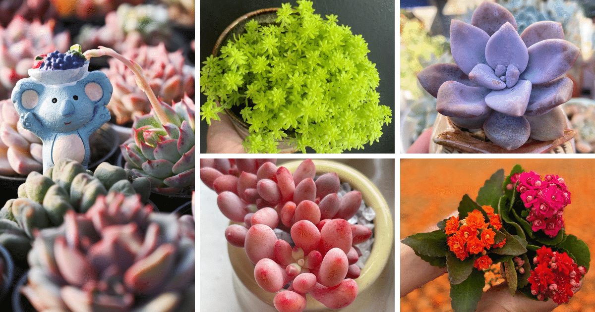 Discover The Magic Of Mini Succulents For Your Home!