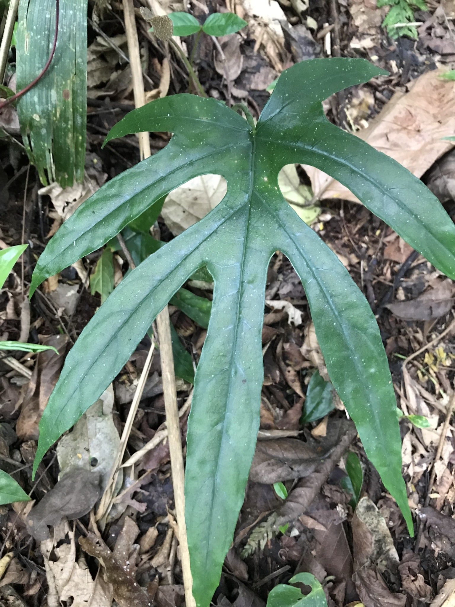 Dorstenia Arifolia