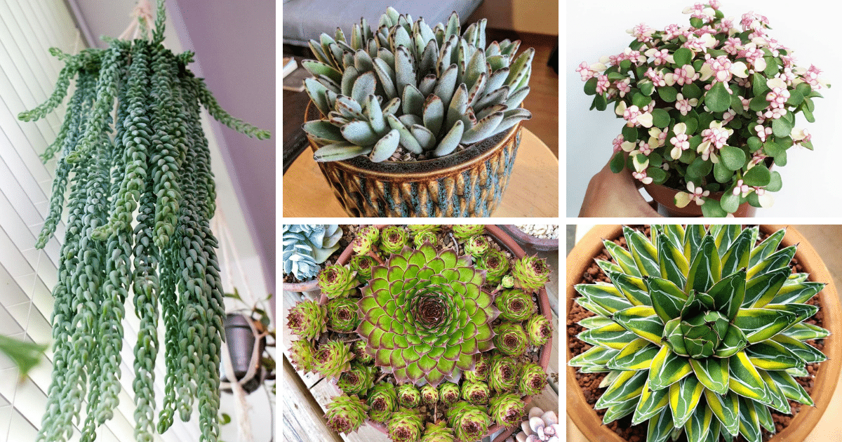 Drought-Proof Your Garden with These 10 Resilient Succulents!