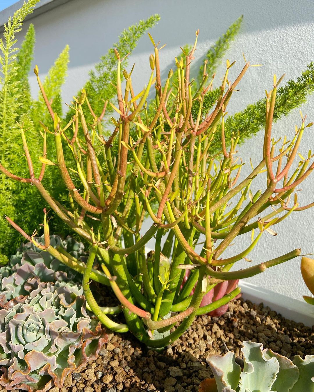 Euphorbia Tirucalli Sticks On Fire