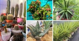 Grow And Care For Spiky Succulents The Ultimate Guide!