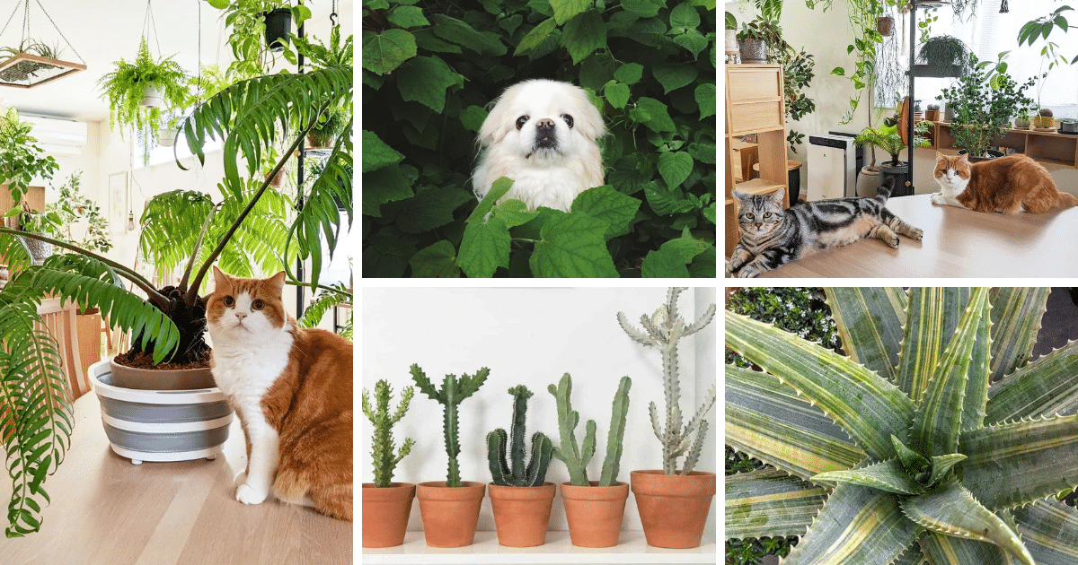 Succulents That Can Be Harmful To Your Pets!