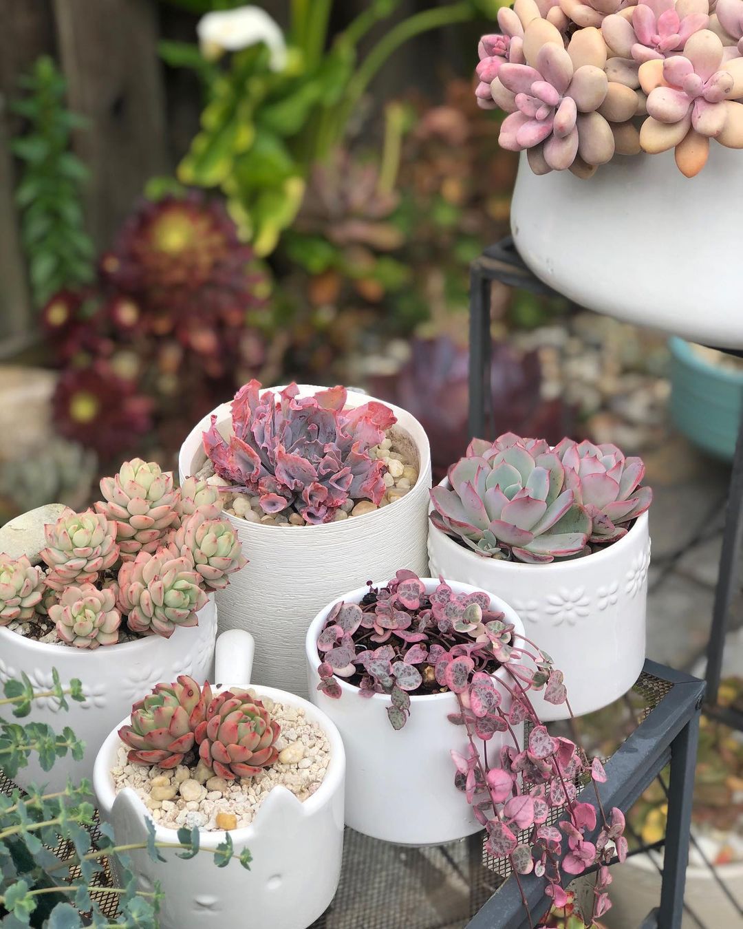 The Ultimate List Of 10 Succulents That Anyone Can Grow!