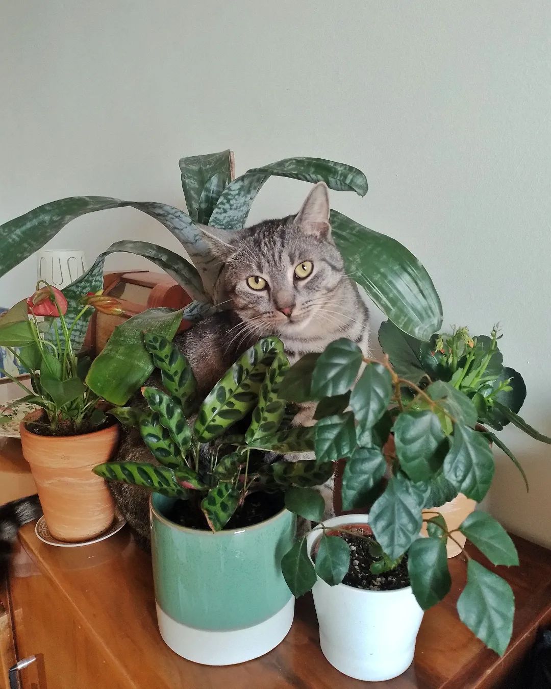 Create A Safe Home With These Pet-Friendly Succulents!
