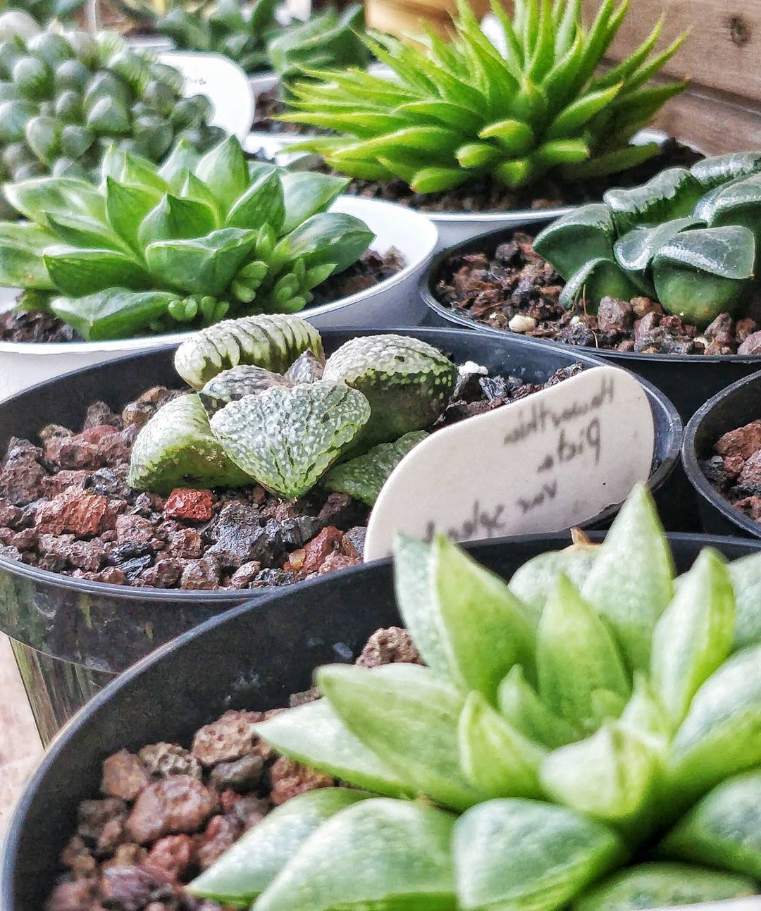 How To Care For Green Succulents