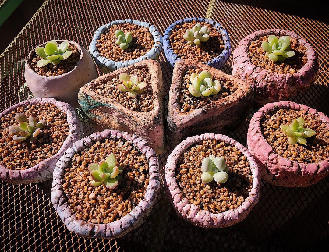 When Is The Best Time To Repot Your Succulent Plants