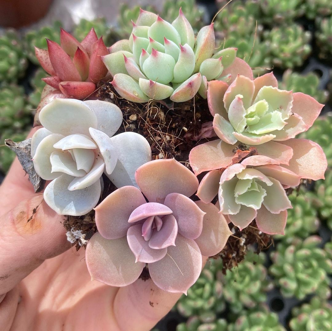 The Best Time To Repot Your Succulent Plants: Tips And Tricks