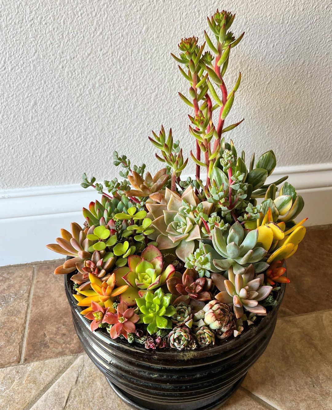 Discover The Magic Of Mini Succulents For Your Home!