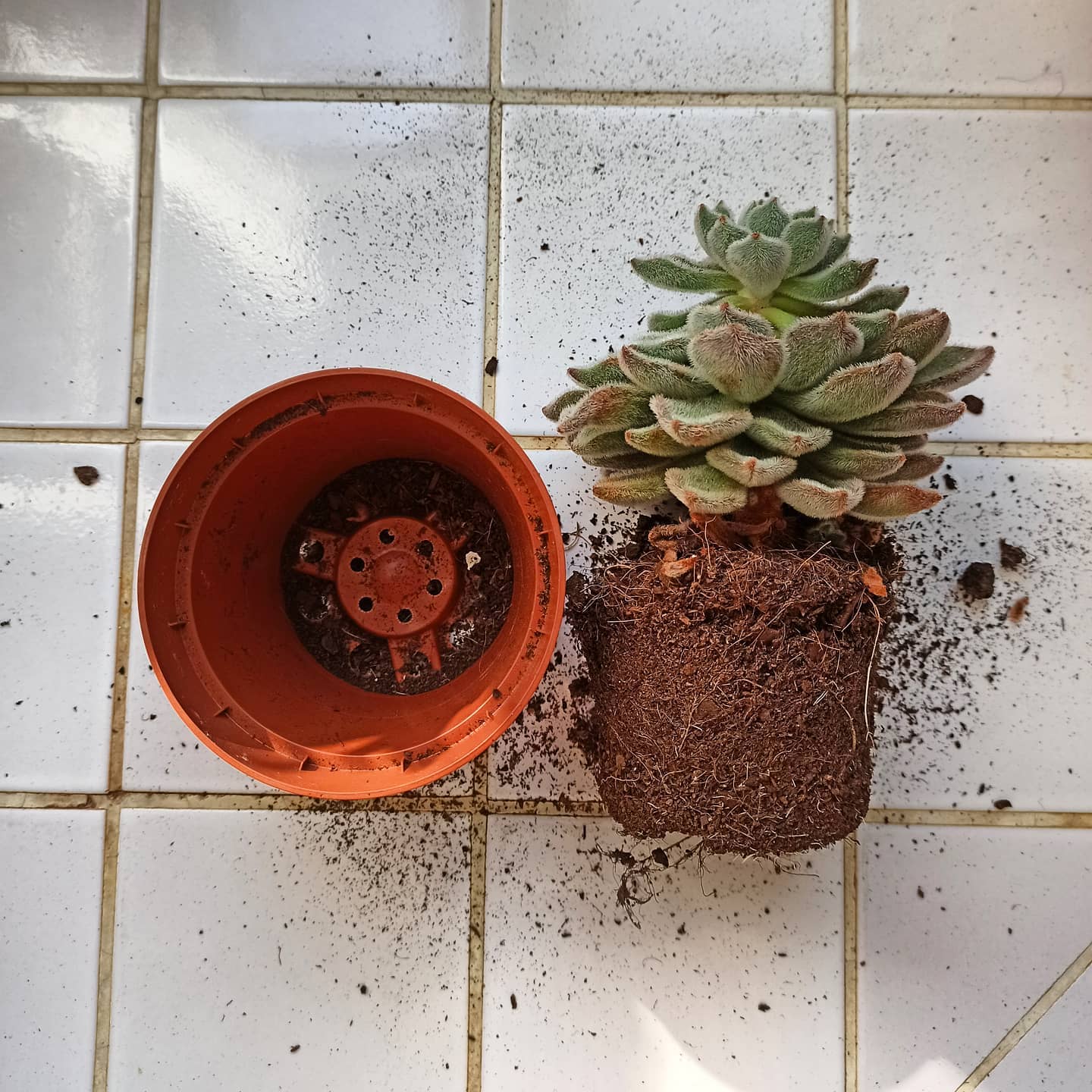 Tips And Tricks For Repotting Your Succulent Plants
