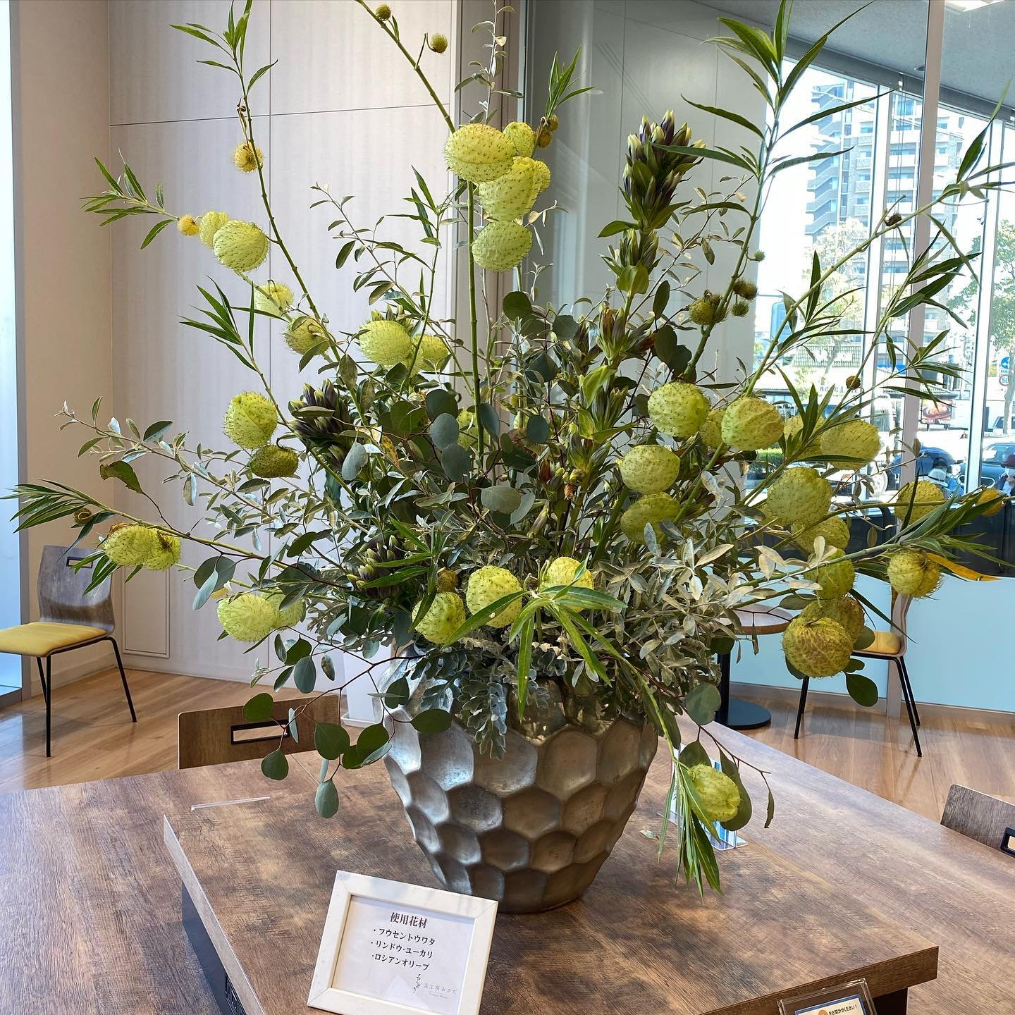 12 Types Of Gomphocarpus Pictorial Guide