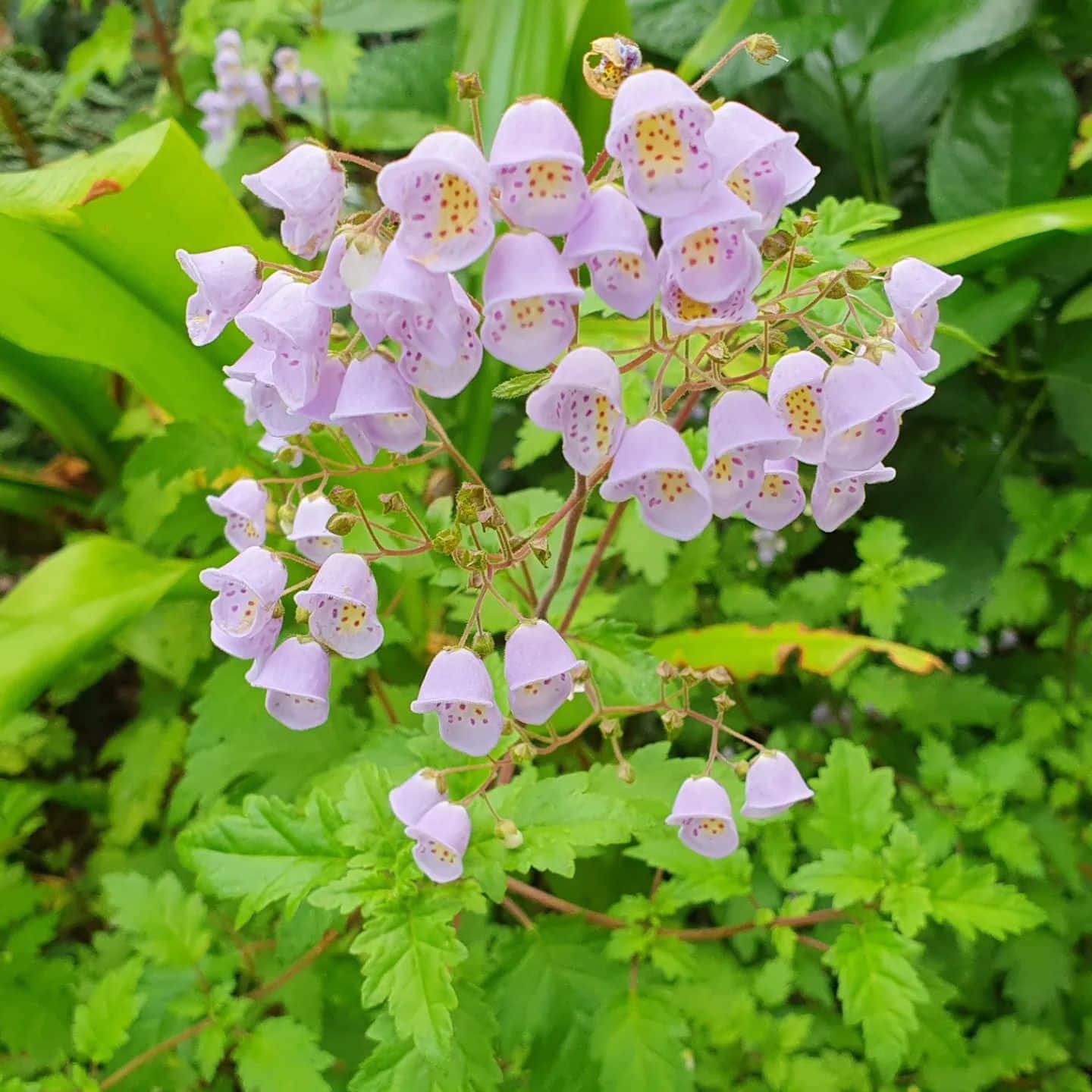 4 Types Of Jovellana Pictorial Guide