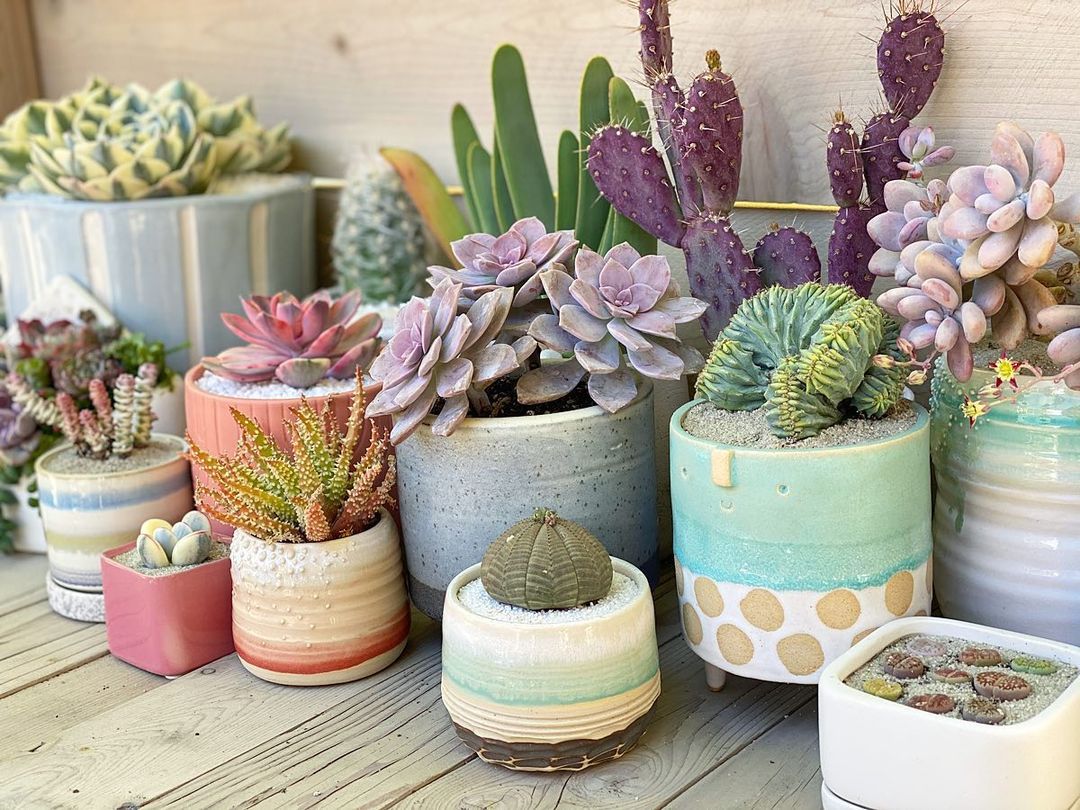 Ultimate Guide - Top 10 Tips To Avoid Succulent Mistakes!
