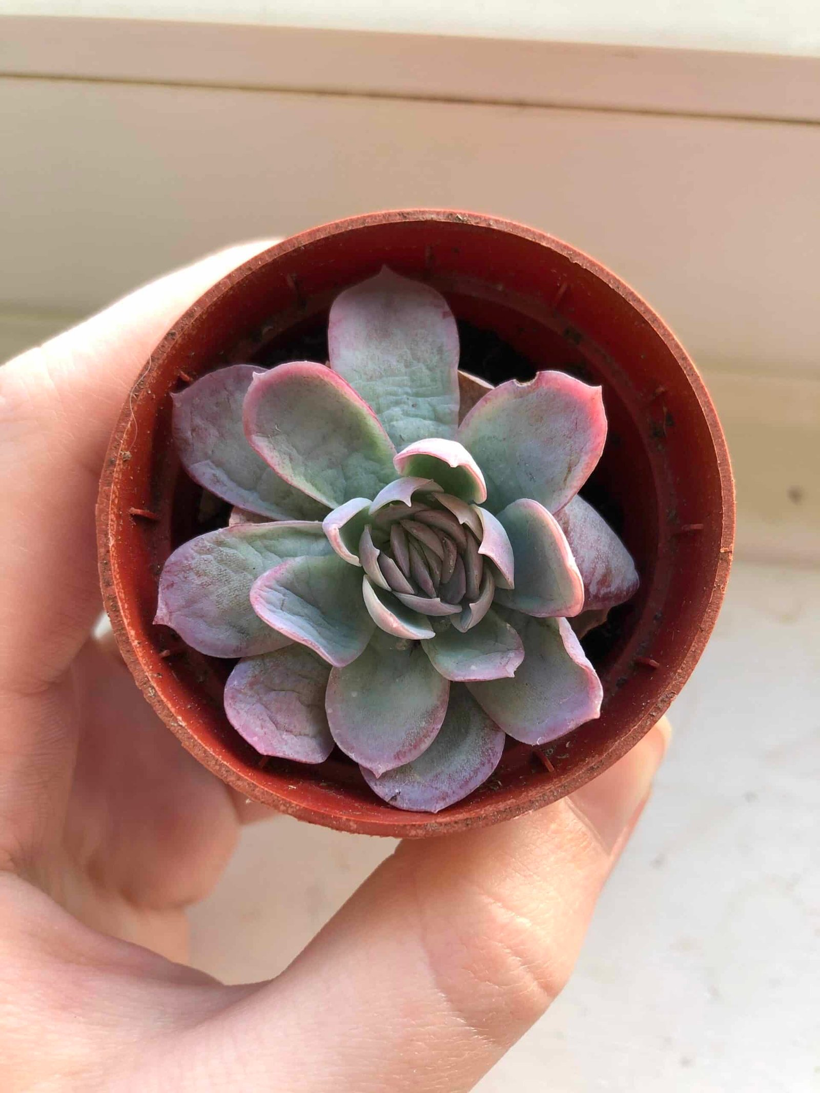 Save Your Succulent: Learn When To Water It Like A Pro!