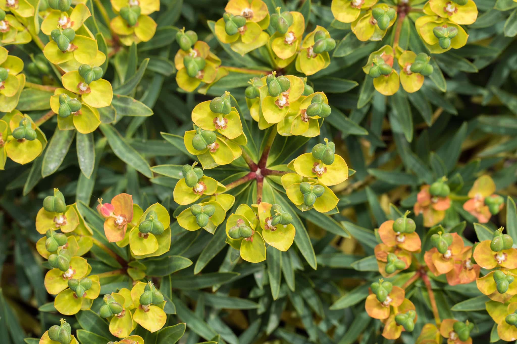 Top 10 Interesting Facts About Euphorbia