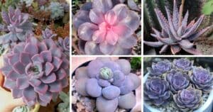 10 Vibrant Purple Succulents To Add Color To Your Collection