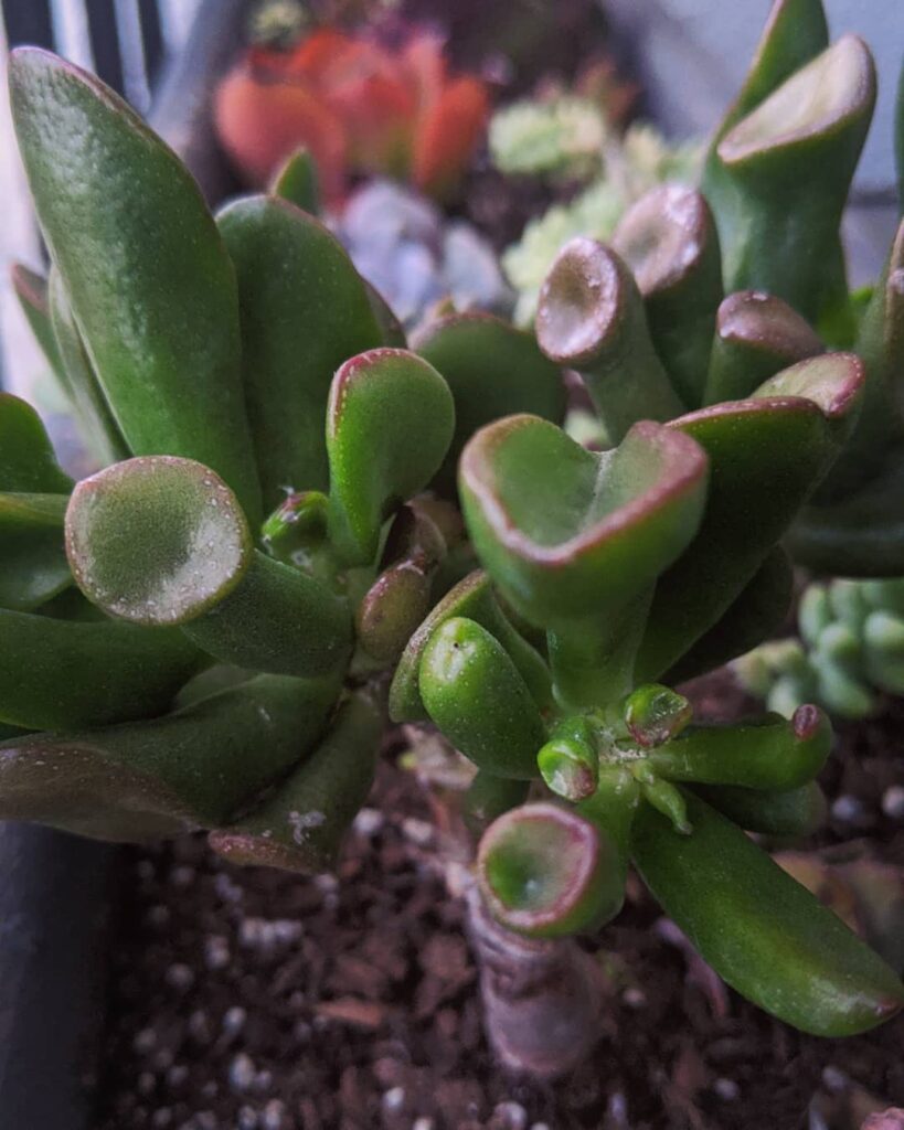 Shrek Ear Succulent: The Ideal Houseplant For Beginner Gardeners