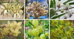 12 Types Of Gomphocarpus Pictorial Guide